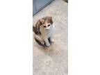 Adopt SPRINKLES a Calico or Dilute Calico Domestic Shorthair (short coat) cat in