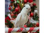 Adopt Sable a Cockatoo bird in Elizabeth, CO (38566860)