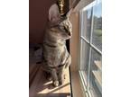 Adopt Jannice a Brown Tabby Tabby (short coat) cat in Fairborn, OH (41060133)