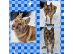 Adopt Jesse a Brindle Dutch Shepherd / Mixed dog in Rancho Cucamonga