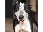 Adopt Moshy a Labrador Retriever / Pointer / Mixed dog in Seattle, WA (40780229)