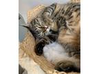 Adopt Liam a Brown Tabby Domestic Shorthair / Mixed Breed (Medium) / Mixed