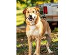 Adopt BELLA MIA a Red/Golden/Orange/Chestnut German Shepherd Dog / Great