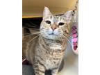 Adopt Miss Noel a Domestic Shorthair / Mixed (short coat) cat in Menomonie