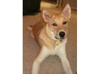 Adopt Kip a Tan/Yellow/Fawn - with White Akbash / Mixed dog in Union Grove