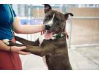 Adopt Tyler a Mixed Breed (Large) / Mixed dog in Brooklyn, NY (40916651)