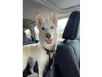 Adopt Juno a Tan/Yellow/Fawn Husky / Mixed dog in Langley, BC (40828709)