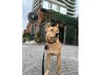 Adopt Hey(Currently in Toronto) a Brown/Chocolate Jindo / Mixed dog in Calgary
