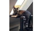 Adopt Coal ***Courtesy Post*** a American Shorthair / Mixed (short coat) cat in