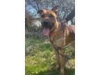 Adopt Jaime a Red/Golden/Orange/Chestnut Rhodesian Ridgeback / Mixed dog in