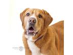 Adopt Rocco a Brindle Mixed Breed (Small) / Mixed Breed (Medium) / Mixed (short