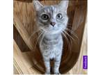 Adopt Mary Leigh a Gray, Blue or Silver Tabby American Shorthair (short coat)