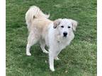 Adopt Buster a White - with Tan, Yellow or Fawn Great Pyrenees / Mixed dog in
