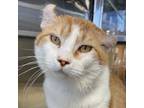 Adopt Ginger a Orange or Red Scottish Fold / Mixed Breed (Medium) / Mixed (short