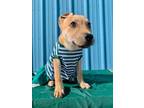 Adopt Bloom a Tan/Yellow/Fawn Australian Cattle Dog / Shepherd (Unknown Type) /