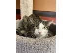 Adopt Morgan a Brown Tabby Domestic Shorthair / Mixed Breed (Medium) / Mixed