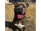 Adopt Stevie a Brindle Staffordshire Bull Terrier / Mixed dog in Cranston