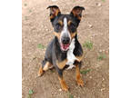 Adopt Xavier K45 1/5/24 a Black Australian Shepherd / Mixed Breed (Medium) /