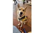 Adopt Lishka a Tan/Yellow/Fawn - with Black Siberian Husky / Shiba Inu / Mixed
