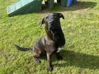 Adopt Jennings a Black Black Mouth Cur / Mixed Breed (Medium) / Mixed (short