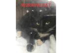 Adopt Orca a All Black Domestic Mediumhair / Mixed Breed (Medium) / Mixed (short