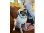 Adopt OPAL a Tan/Yellow/Fawn - with Black Pug / Mixed dog in La Verne