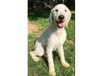 Adopt Bentley a White Standard Poodle / Mixed dog in Frederick, MD (41056655)