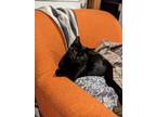 Adopt Negrito a All Black Bombay (short coat) cat in South Salem, NY (41056601)