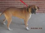 Adopt Delilah a Brown/Chocolate - with Black Boxer / Mixed dog in Frederick
