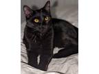 Adopt Samantha a All Black Bombay (short coat) cat in South Salem, NY (41056560)