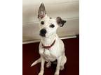 Adopt Domino a Mixed Breed (Medium) / Mixed dog in Duncan, OK (40415184)