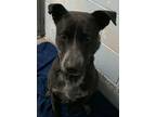 Adopt Chicken Lickin a Black Labrador Retriever / Blue Heeler / Mixed dog in