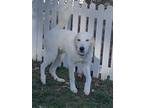 Adopt Chilly Bones a White - with Brown or Chocolate Great Pyrenees / Mixed dog