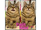 Adopt Fruit Salad a Gray or Blue Domestic Shorthair / Mixed Breed (Medium) /