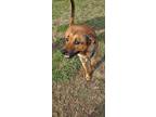 Adopt Opie a Brown/Chocolate Shepherd (Unknown Type) / Mixed Breed (Medium) /