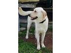 Adopt Buddy a White Great Pyrenees / Labrador Retriever / Mixed dog in Jay