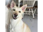 Adopt Jelly a White - with Tan, Yellow or Fawn Jindo / Mixed dog in Burnaby