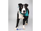 Adopt Dwayne 'The Rock' Johnson a White American Pit Bull Terrier / Mixed Breed