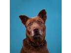 Adopt Nugget a Brown/Chocolate Alaskan Klee Kai / Mixed Breed (Medium) / Mixed