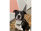 Adopt Kane a Black American Pit Bull Terrier / Mixed Breed (Medium) / Mixed