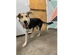 Adopt Velma a Brown/Chocolate Shepherd (Unknown Type) / Mixed Breed (Medium) /