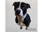 Adopt Spike a Black - with White Pit Bull Terrier / Mixed dog in New Castle