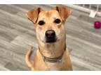 Adopt Omi a Tan/Yellow/Fawn - with White Retriever (Unknown Type) / Labrador
