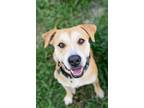 Adopt Dixie a Tan/Yellow/Fawn Black Mouth Cur dog in West Palm Beach