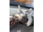 Adopt Pumpkin a Brown Tabby Domestic Shorthair / Mixed Breed (Medium) / Mixed
