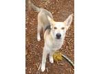 Adopt Georgia a Tan/Yellow/Fawn Shiba Inu / Carolina Dog / Mixed (short coat)