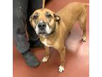 Adopt Capri a Labrador Retriever / Mixed dog in Salisbury, MD (41055212)