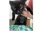 Adopt Moon a All Black Domestic Shorthair / Mixed Breed (Medium) / Mixed (short