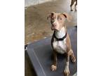 Adopt Twinkle Toes a Brown/Chocolate Mixed Breed (Small) / Mixed Breed (Medium)
