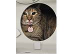 Adopt Jinx a Brown Tabby Domestic Shorthair / Mixed Breed (Medium) / Mixed